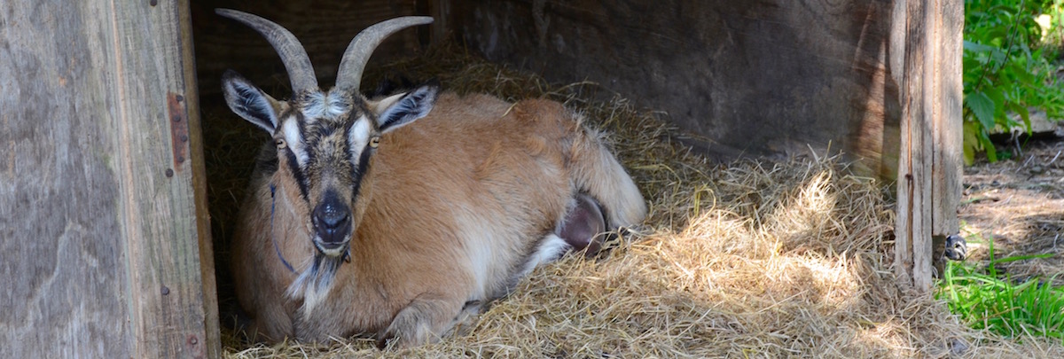 English goats