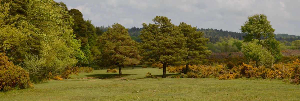 In the New Forest National Park