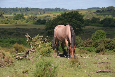 New Forest Ponies