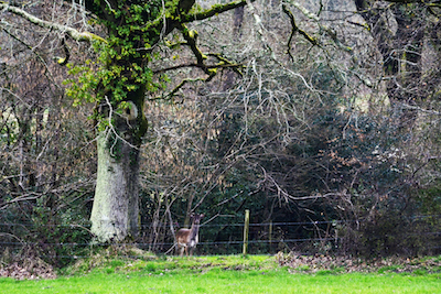 Wildlife on the farm