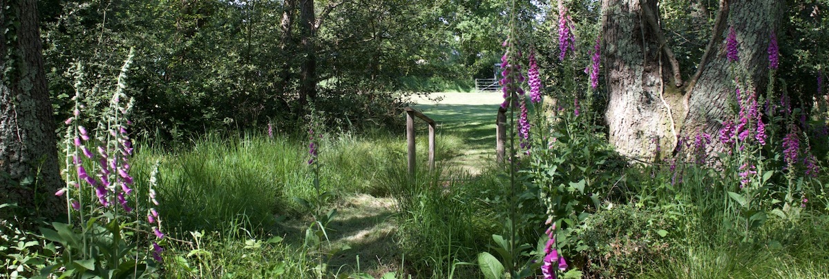 Foxgloves