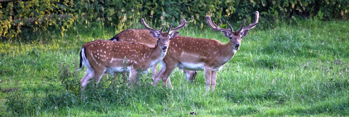 Fallow Deer are regular visitors to the farm